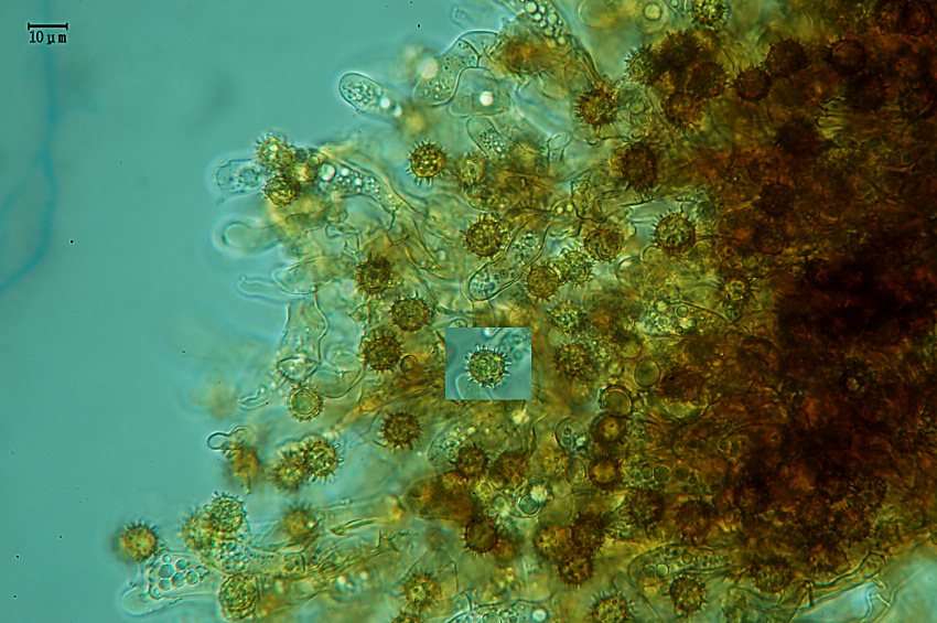 Crosta vellutata - foto 2140 (Tomentella bryophila)